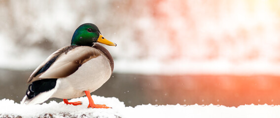 portrait of a duck in a winter public park in the rays of sunlight. Duck birds are standing or...