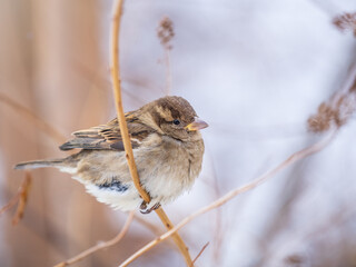 Sparrow sits on a branch without leaves.