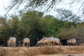 Arabian oryx or white oryx
