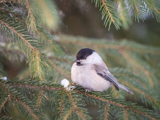 Cute bird the willow tit, song bird sitting on the fir branch