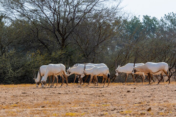 Fototapeta premium Arabian oryx or white oryx
