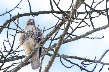 Red-tailed Hawk in the tree