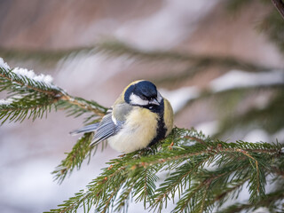 Cute bird Great tit, songbird sitting on the fir branch with snow in winter