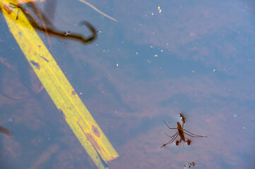 Water strider insect floating on the surface of a calm water body