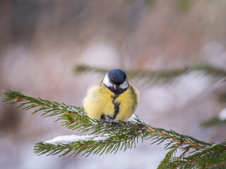Cute bird Great tit, songbird sitting on the fir branch with snow in winter