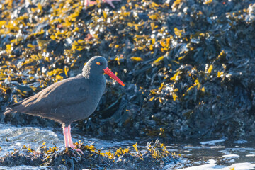 Black Oystercatcher on the rock