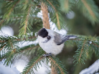 Cute bird the willow tit, song bird sitting on the fir branch with snow in winter