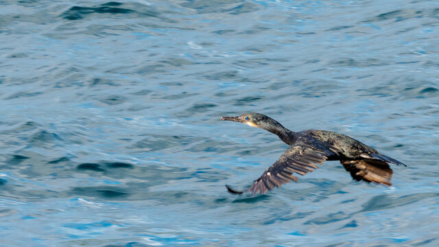 Brandt's Cormorant in flight