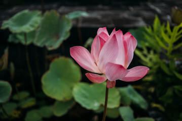 Lotus flower in Buddhist temple garden pond