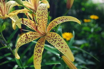 yellow lily flower