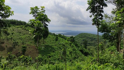 MORNING MORNING IN THE NATURAL FOREST