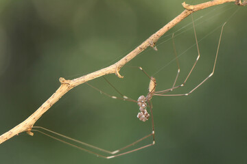 A mother long-legged spider carries her eggs wherever she goes to protect her eggs from predators. - obrazy, fototapety, plakaty
