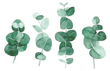 watercolor drawing. set with eucalyptus leaves. elegant drawing in vintage style. eucalyptus leaves and branches