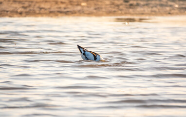 Water bird pied avocet, Recurvirostra avosetta, feeding in the lake. The pied avocet is a large...