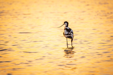 Water bird pied avocet, Recurvirostra avosetta, standing in the water in orange sunset light. The...