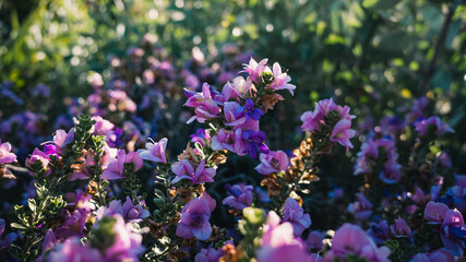 flowers in the garden