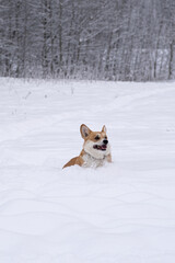 A dog in the snow. Winter in Russia