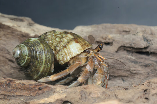 A hermit crab is walking slowly on dry wood. This animal has the scientific name Paguroidea sp. 