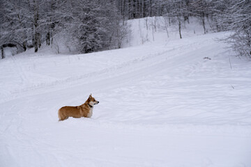 Fototapeta na wymiar A dog in the snow. Winter in Russia