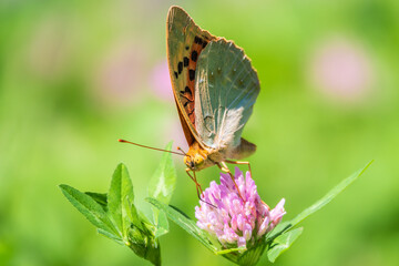 The dark green fritillary butterfly collects nectar on flower. Speyeria aglaja is a species of butterfly in the family Nymphalidae.