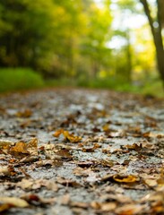 autumn leaves on the road