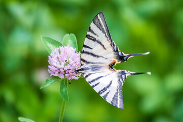 Beautiful Butterfly Scarce Swallowtail, Sail Swallowtail, Pear-tree Swallowtail, Podalirius. Latin name Iphiclides podaliriu. Butterfly collects nectar on flower.