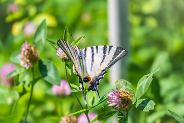 Beautiful Butterfly Scarce Swallowtail, Sail Swallowtail, Pear-tree Swallowtail, Podalirius. Latin name Iphiclides podaliriu. Butterfly collects nectar on flower.