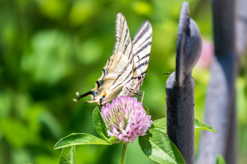 Beautiful Butterfly Scarce Swallowtail, Sail Swallowtail, Pear-tree Swallowtail, Podalirius. Latin name Iphiclides podaliriu. Butterfly collects nectar on flower.