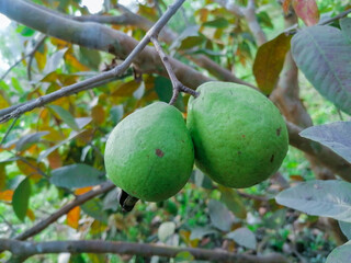 Two gava fruits on tree and leaves in garden