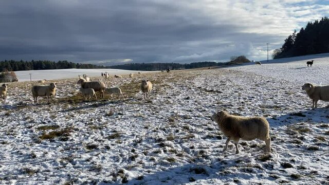 Donaubergland im Winter