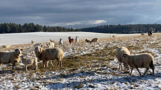 Donaubergland im Winter