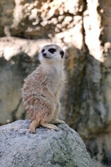 A meerkat standing on a rock, watching the distance warily. The meerkat (Suricata suricatta) or suricate is a small mongoose found in southern Africa.