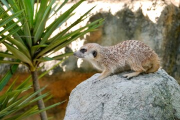 Fototapeta premium A meerkat standing on a rock, watching the distance warily. The meerkat (Suricata suricatta) or suricate is a small mongoose found in southern Africa.