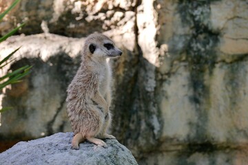 A meerkat standing on a rock, watching the distance warily. The meerkat (Suricata suricatta) or suricate is a small mongoose found in southern Africa.