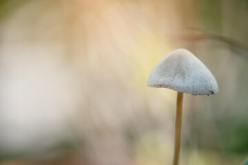 Small white mushrooms and morning sunlight in the forest.