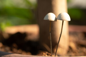 Small white mushrooms and morning sunlight in the forest.