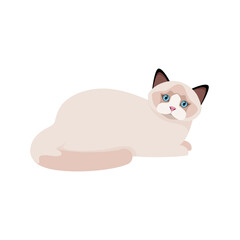 Ragdoll cat on a white background. Cartoon design.
