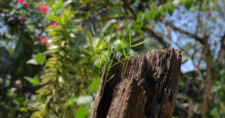 An Asparagus racemosus Wild plant growing on top of a deteriorating wood trunk