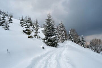 Moody landscape with footpath tracks and pine trees covered with fresh fallen snow in winter mountain forest on cold gloomy evening