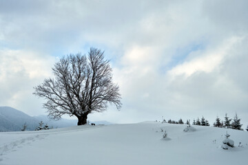 Moody winter landscape with dark bare tree on covered with fresh fallen snow field in wintry mountains on cold gloomy day