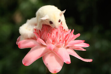 A one month old albino sugar glider baby on a wild flower. This marsupial mammal has the scientific...