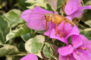 Fototapeta na wymiar A katydids or bush cricket is looking for prey in a wildflower.