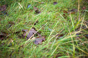 fallen dry brown foliage from trees in the forest.