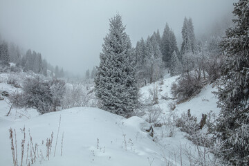 snow covered trees in the mountains