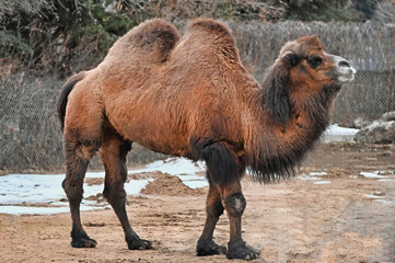 Bactrian Camel Standing, Two Humps