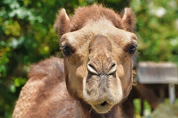Dromedary Camel Face Close Up