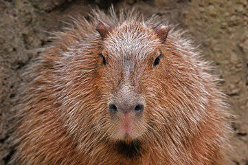 Capybara Upper Half Close Up