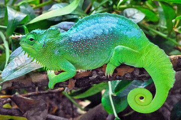 Four-horned Chameleon on a Branch