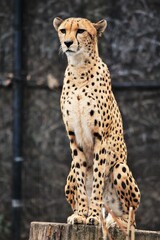 Cheetah Perched on a Stump
