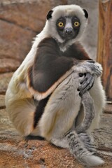 Coquerel's Sifaka Sitting and Watching
